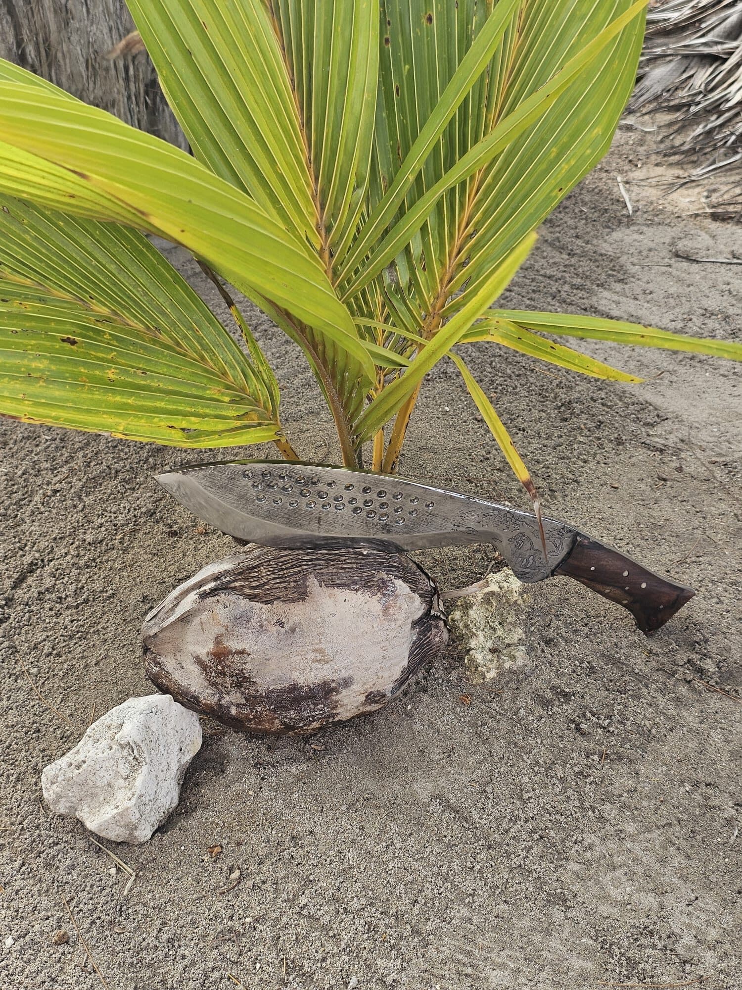 Machette artisanale posée sur une noix de coco, entre les feuilles d'un cocotier